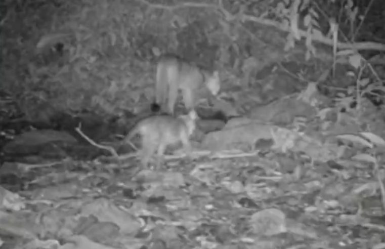 Câmeras escondidas flagram onça-parda e filhote em Mangaratiba