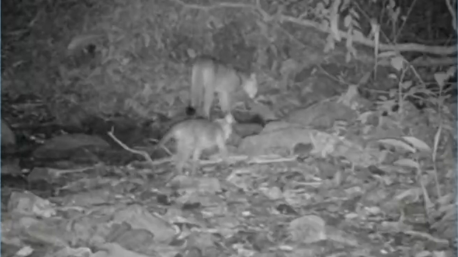 Câmeras escondidas flagram onça-parda e filhote em Mangaratiba