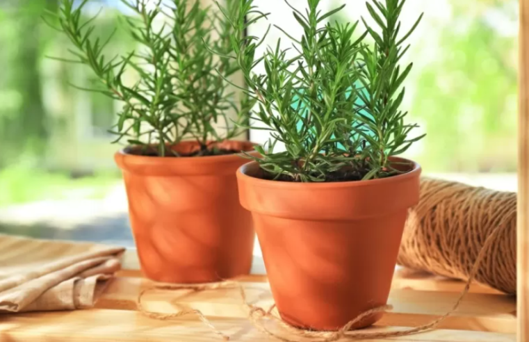 Alecrim, manjericão e calêndula, são algumas das plantas indicadas para melhorar energia do ambiente