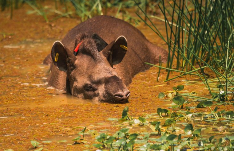 Após século de extinção, biólogos celebram nascimento de mais uma anta de vida livre no Rio de Janeiro