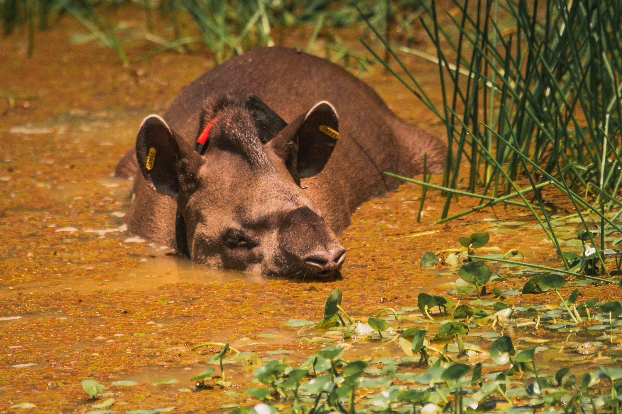 Após século de extinção, biólogos celebram nascimento de mais uma anta de vida livre no Rio de Janeiro