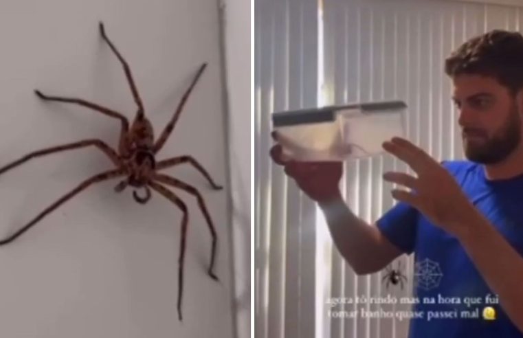 Casal brasileiro se depara com aranha ‘gigante’ em casa na Austrália e viraliza na web