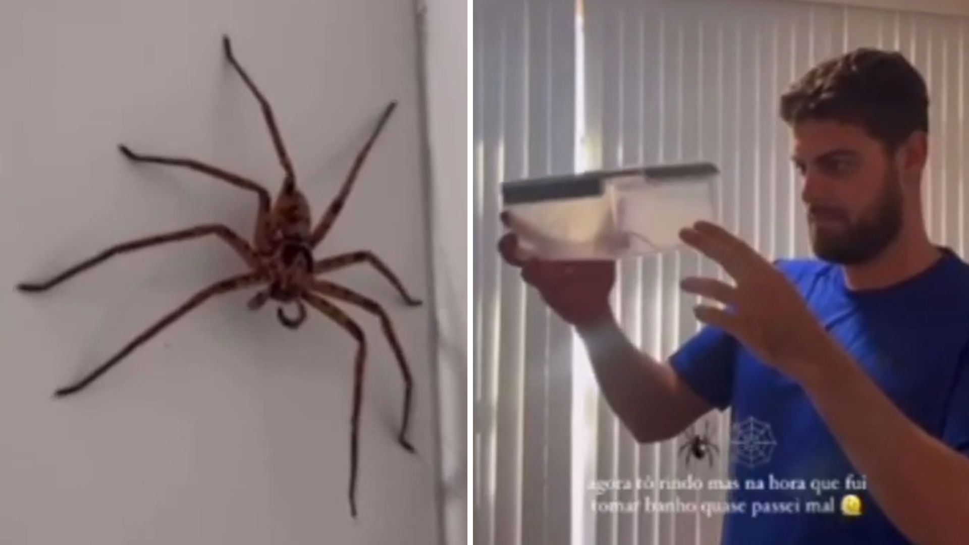 Casal brasileiro se depara com aranha ‘gigante’ em casa na Austrália e viraliza na web