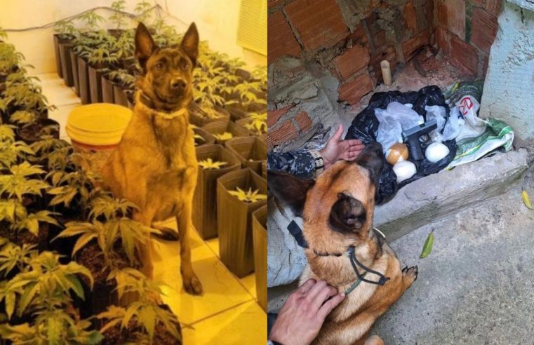 Cão farejador da PM ajuda a encontrar estufa de maconha no Morro São Carlos