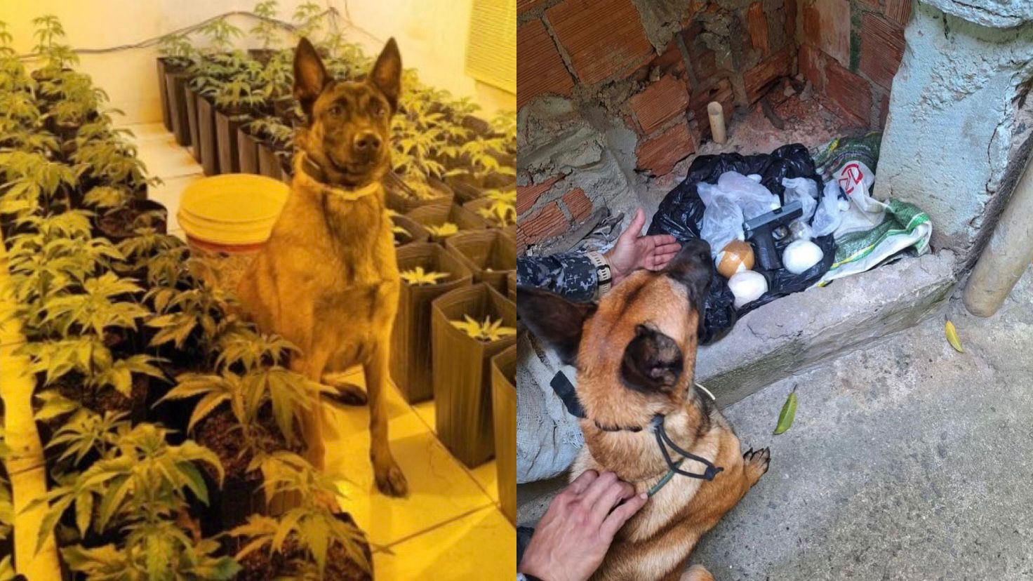 Cão farejador da PM ajuda a encontrar estufa de maconha no Morro São Carlos