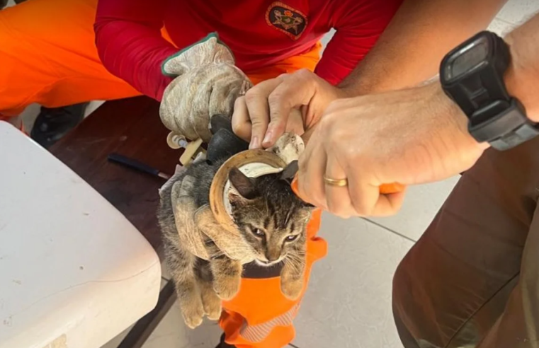 Gatinho fica preso em vaso sanitário e Corpo de Bombeiros é acionado para resgate