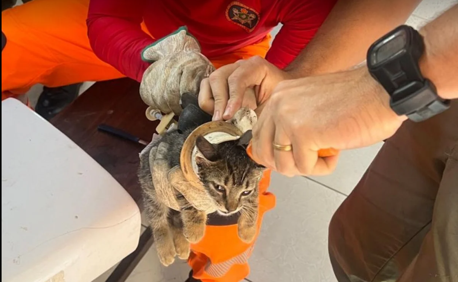 Gatinho fica preso em vaso sanitário e Corpo de Bombeiros é acionado para resgate