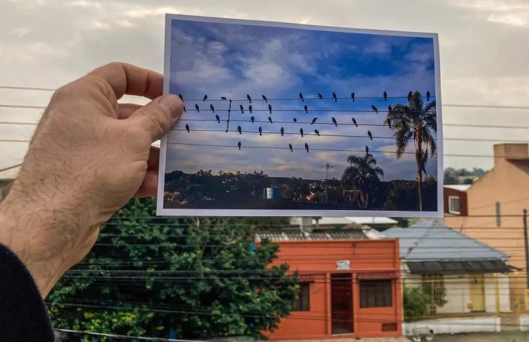 Foto de pássaros gera composição musical em homenagem a distribuidores de energia