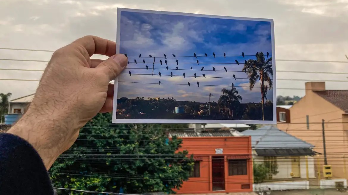 Foto de pássaros gera composição musical em homenagem a distribuidores de energia