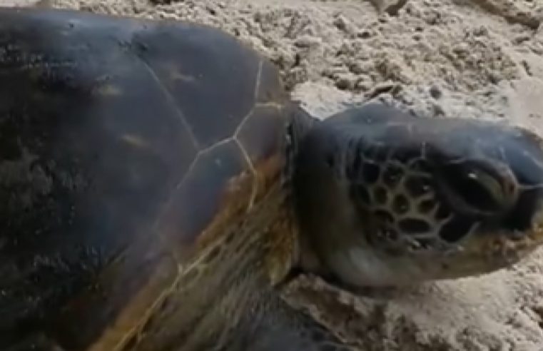 Tartaruga marinha é resgatada com linha de pesca enrolada no pescoço em Niterói