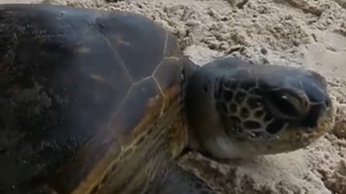 Tartaruga marinha é resgatada com linha de pesca enrolada no pescoço em Niterói