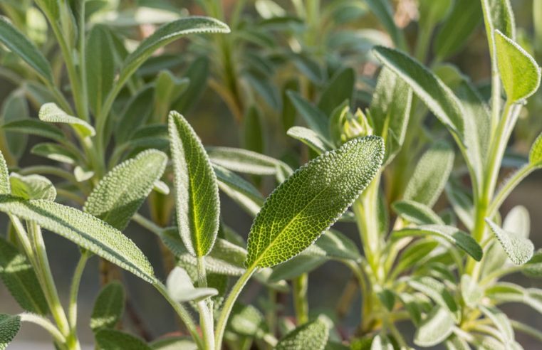 Sálvia: planta regula açúcar no sangue e potencializa memória rapidamente