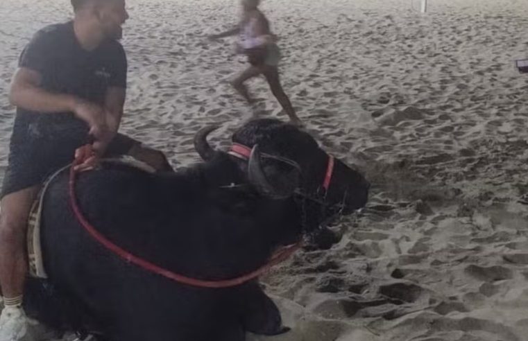 Búfalo faz passeio inusitado na Praia de Copacabana e Guarda Municipal é acionada