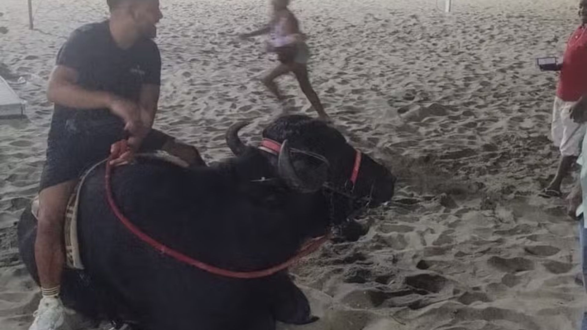 Búfalo faz passeio inusitado na Praia de Copacabana e Guarda Municipal é acionada