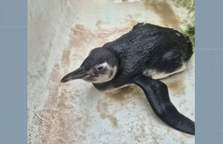 Número de pinguins no litoral do Rio quadruplica, mas alerta para desequilíbrio ambiental