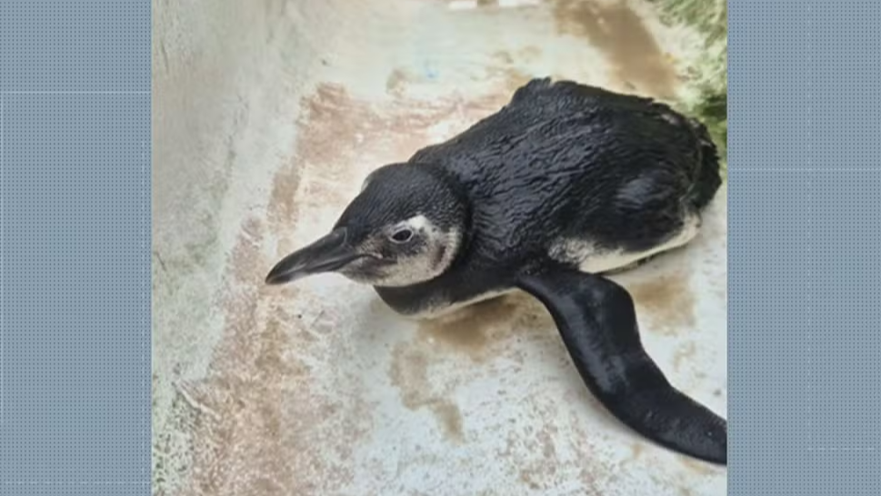 Número de pinguins no litoral do Rio quadruplica, mas alerta para desequilíbrio ambiental