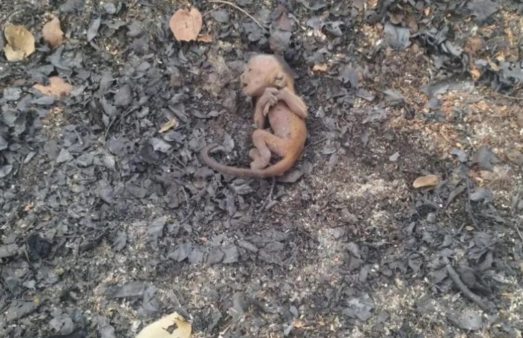 ‘Macaco Fênix’ animal recém-nascido foi encontrado ainda com cordão umbilical em meio de cinzas no Pantanal