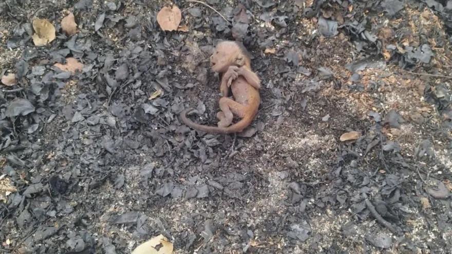 ‘Macaco Fênix’ animal recém-nascido foi encontrado ainda com cordão umbilical em meio de cinzas no Pantanal