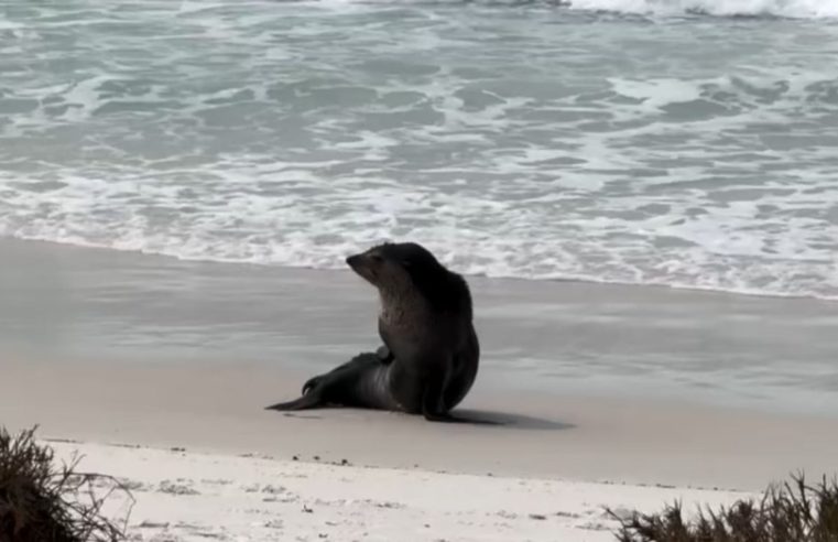 Presença de Leão-Marinho surpreende banhistas nas Praias de Arraial do Cabo e Cabo Frio