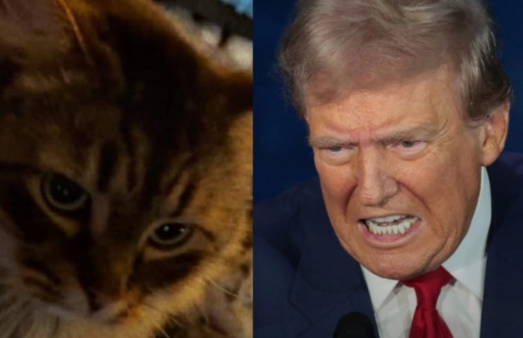 EUA: Gata que deu origem à fake news de Trump de que haitianos comiam pets, é achada viva no porão