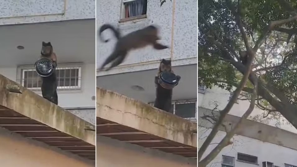 Vizinho flagra macaco-prego ‘roubando’ bolo de apartamento na Gávea e viraliza