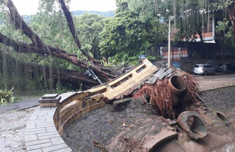 Prefeitura do Rio recebe mais de 2.600 pedidos de avaliação de risco de queda de árvores