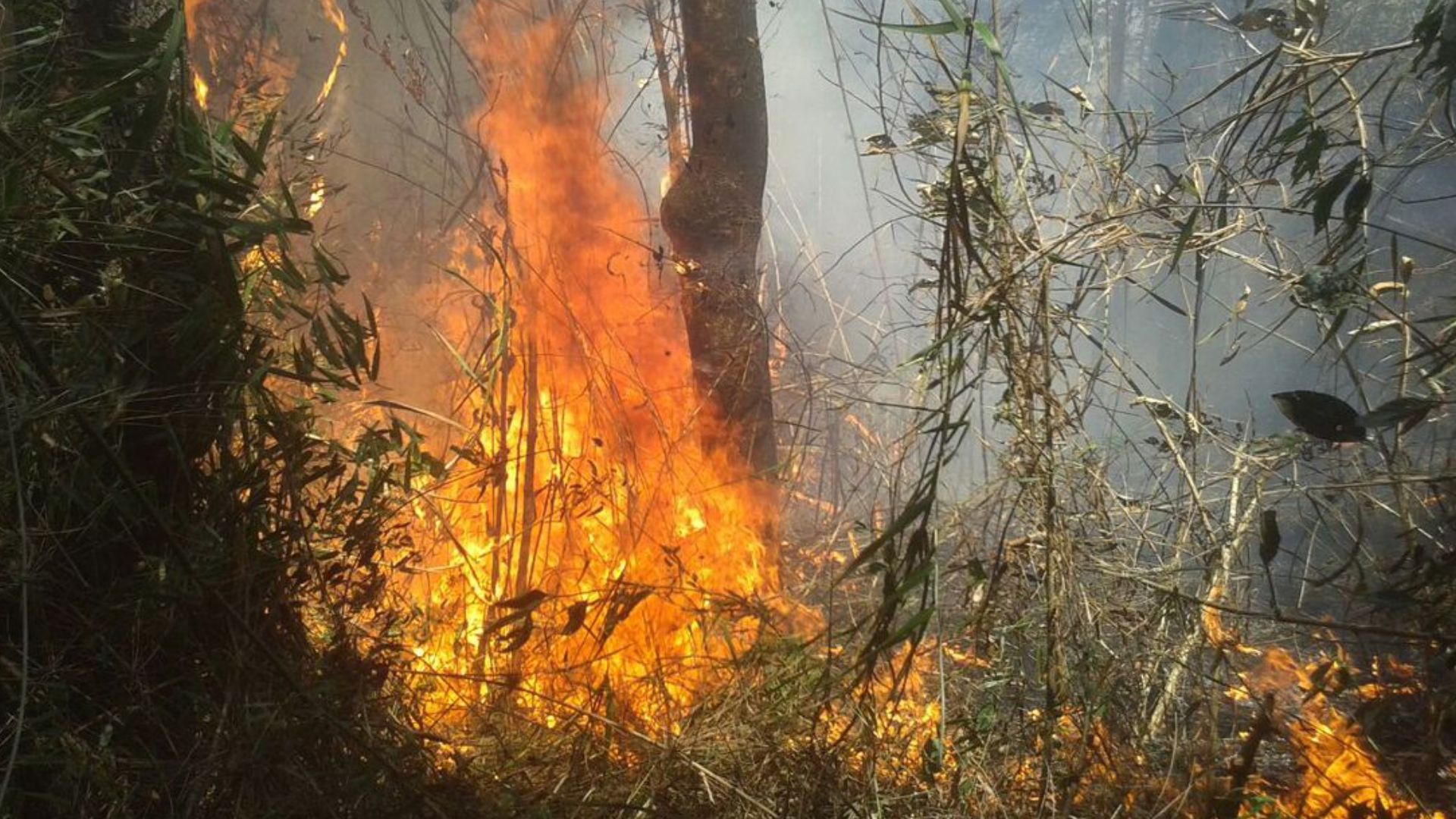 Ao longo deste ano, mais de 10 animais foram resgatados por bombeiros em incêndios florestais