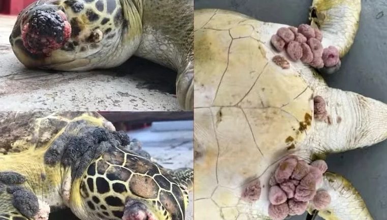 Pescadores encontram animais deformados pela lama de Mariana no litoral do Espírito Santo