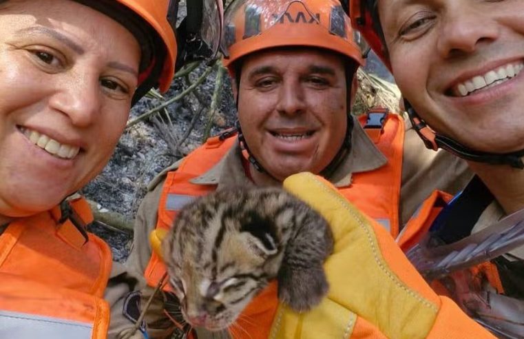 Corpo de Bombeiros resgata mais de 10 animais em áreas de vegetação afetadas por incêndios no RJ