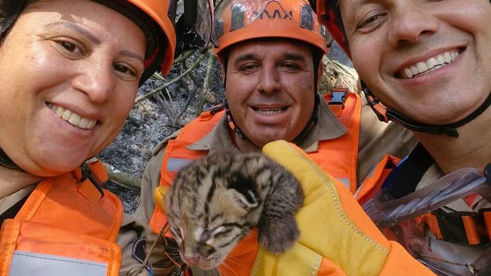 Corpo de Bombeiros resgata mais de 10 animais em áreas de vegetação afetadas por incêndios no RJ