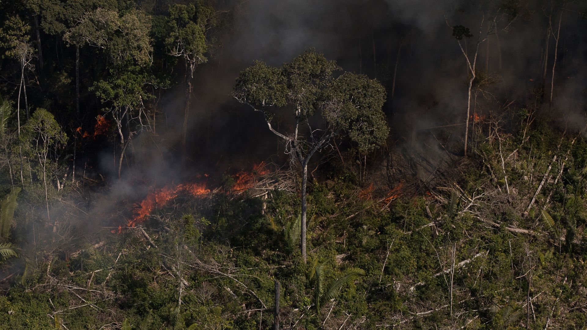 Governo Federal deve propor até seis anos de prisão para quem provocar incêndio florestal