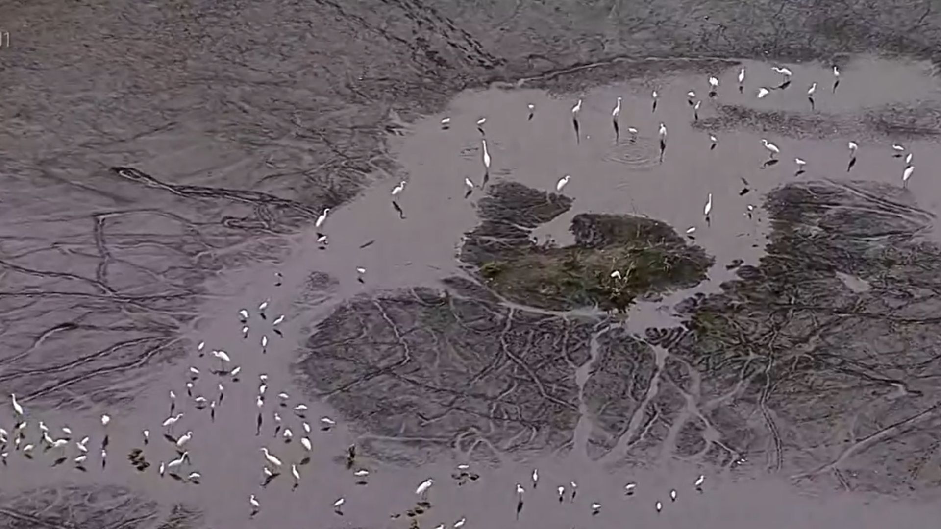 Obras da Estação de Tratamento de Esgoto fazem lago do Bosque da Barra da Tijuca secar e ameaçar vida animal