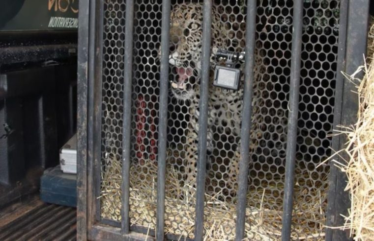 Onças Itapira e Miranda são reintroduzidas no Pantanal após tratamento