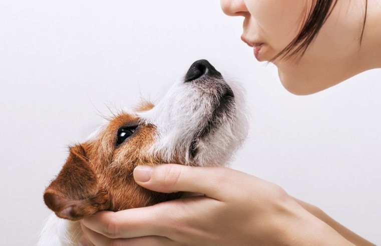 Beijar cães pode aumentar chances de contaminação e potencialmente transmitir doenças para animais