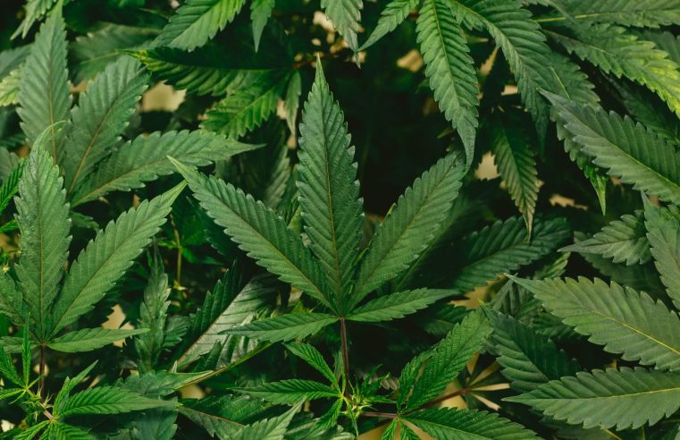 Estudo indica que uso de maconha de alta potência provoca alterações no DNA