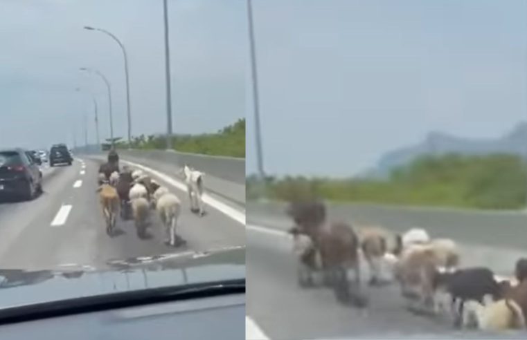 ‘Procissão’ de vaca e outros 16 animais surpreende motoristas na Linha Vermelha