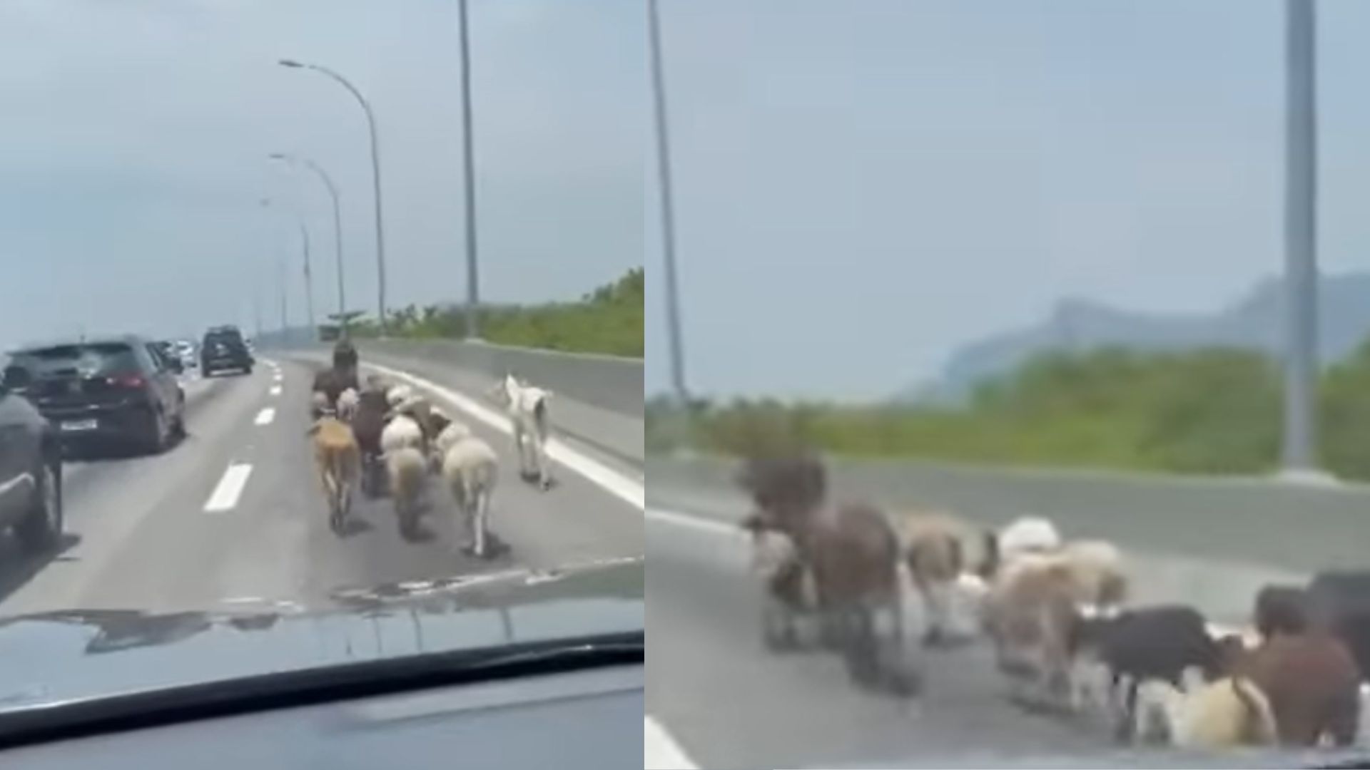 ‘Procissão’ de vaca e outros 16 animais surpreende motoristas na Linha Vermelha