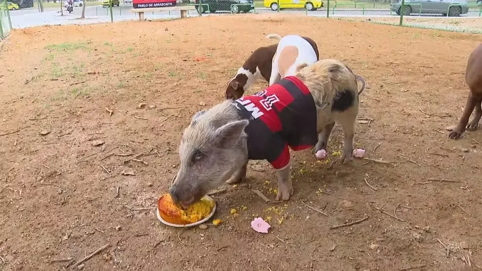 Porco chamado Arrascaeta é levado para passear com 10 cachorros em Botafogo, Zona Sul, e vídeo viraliza