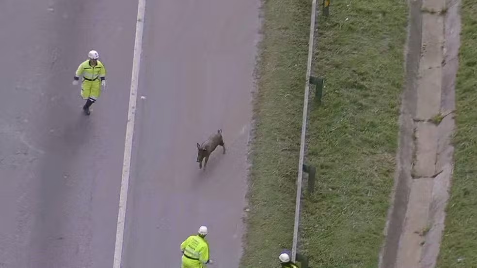 Porco foge, dá ‘olé’ em agentes e interrompe trânsito na Rodovia Niterói-Manilha por 1 hora