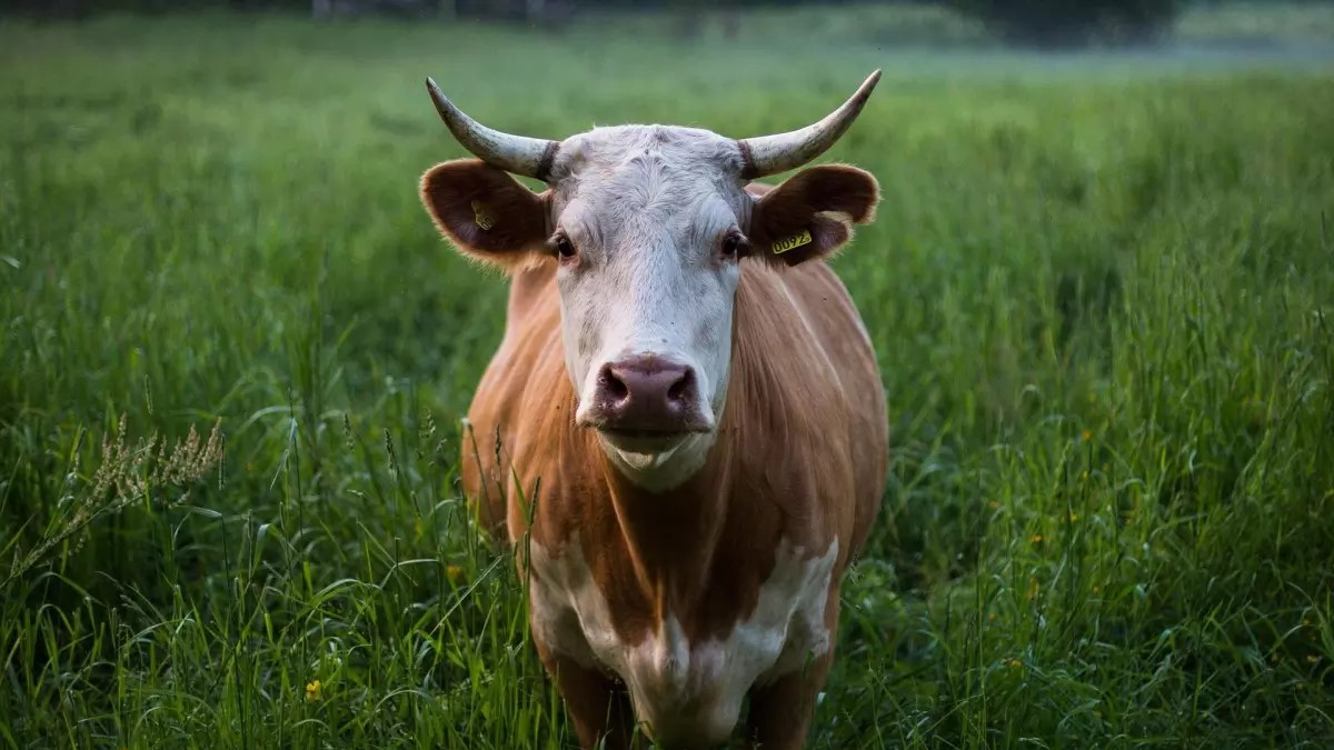 Idoso é internado com suspeita de ‘Doença da Vaca Louca’, enfermidade neurológica grave, em Minas Gerais