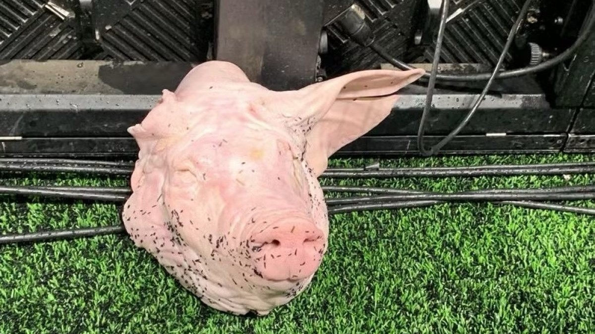 DERBY PAULISTA: Cabeça de porco é jogada no gramado em noite de vitória corinthiana; polícia investiga torcedores envolvidos