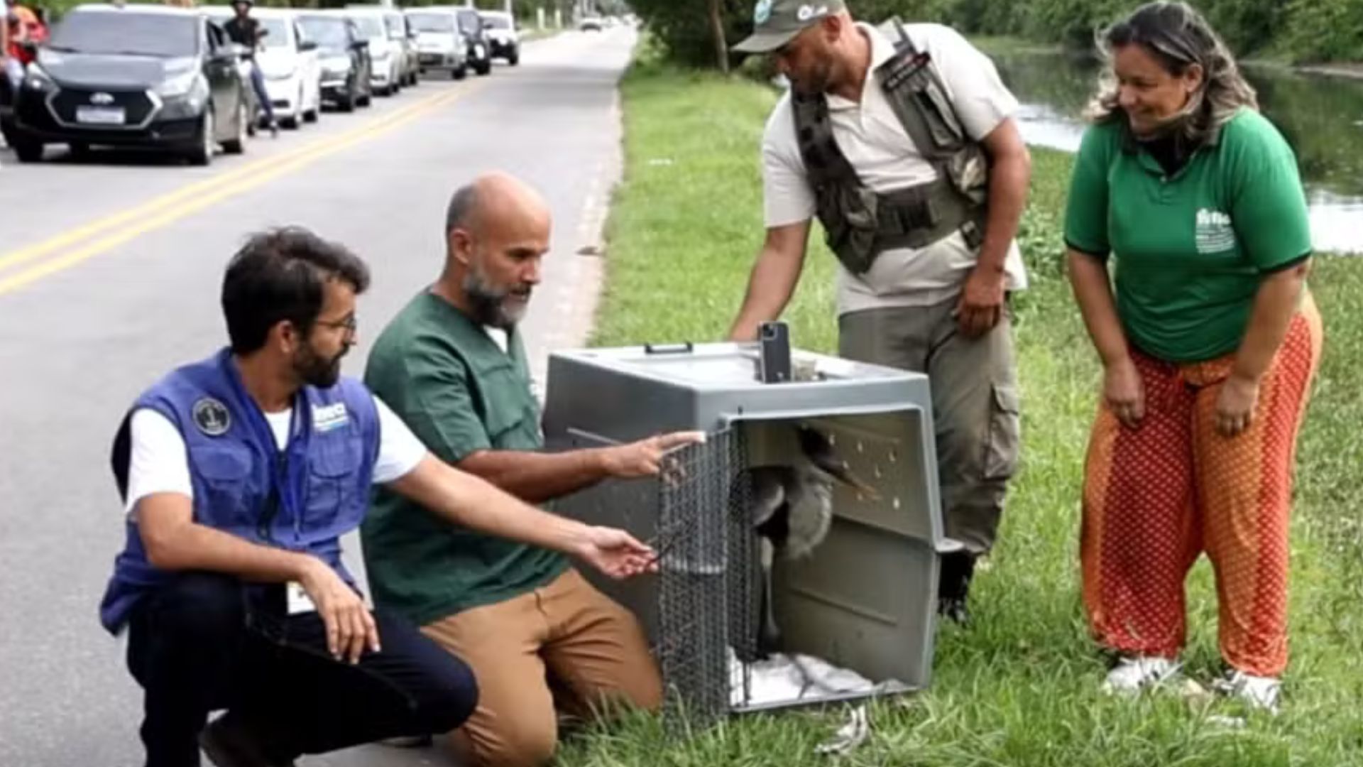 Garça resgatada com copo plástico no pescoço é liberada por equipes ambientais