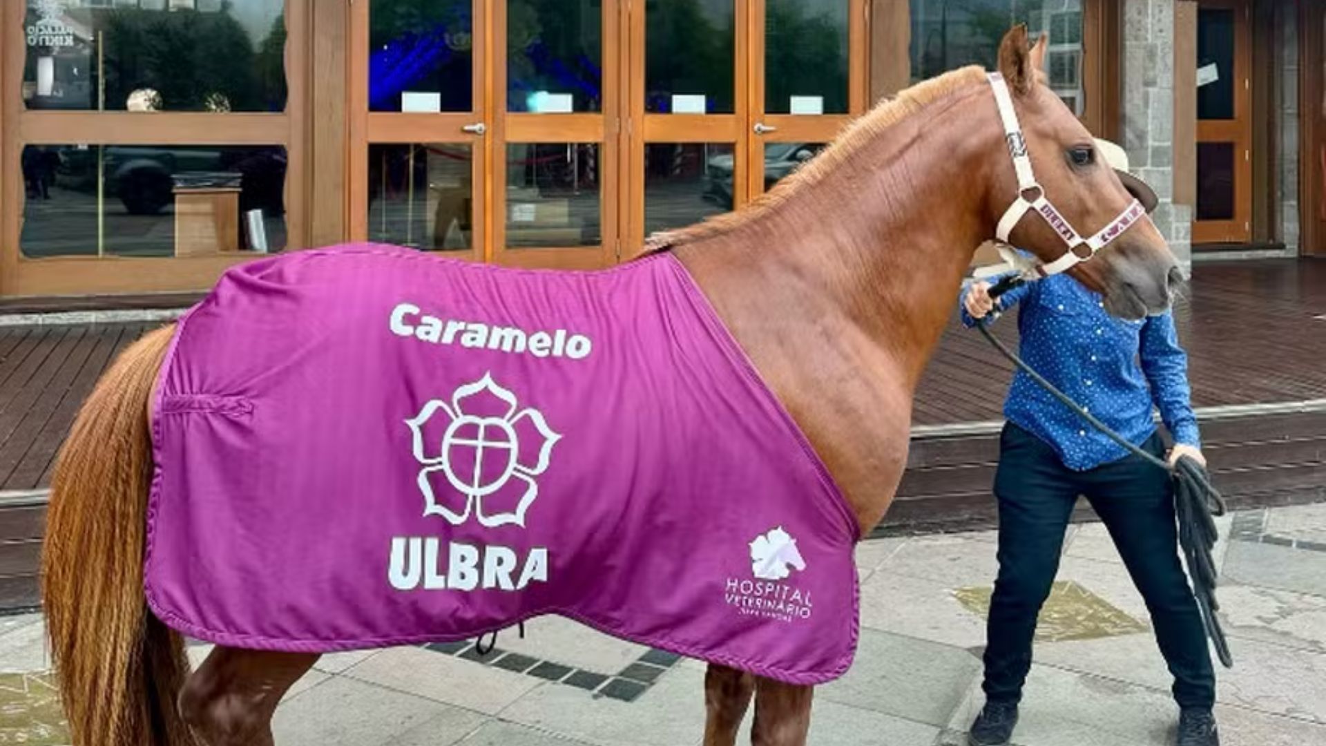 Caramelo, cavalo resgatado em enchente no RS, é adotado por universidade gaúcha