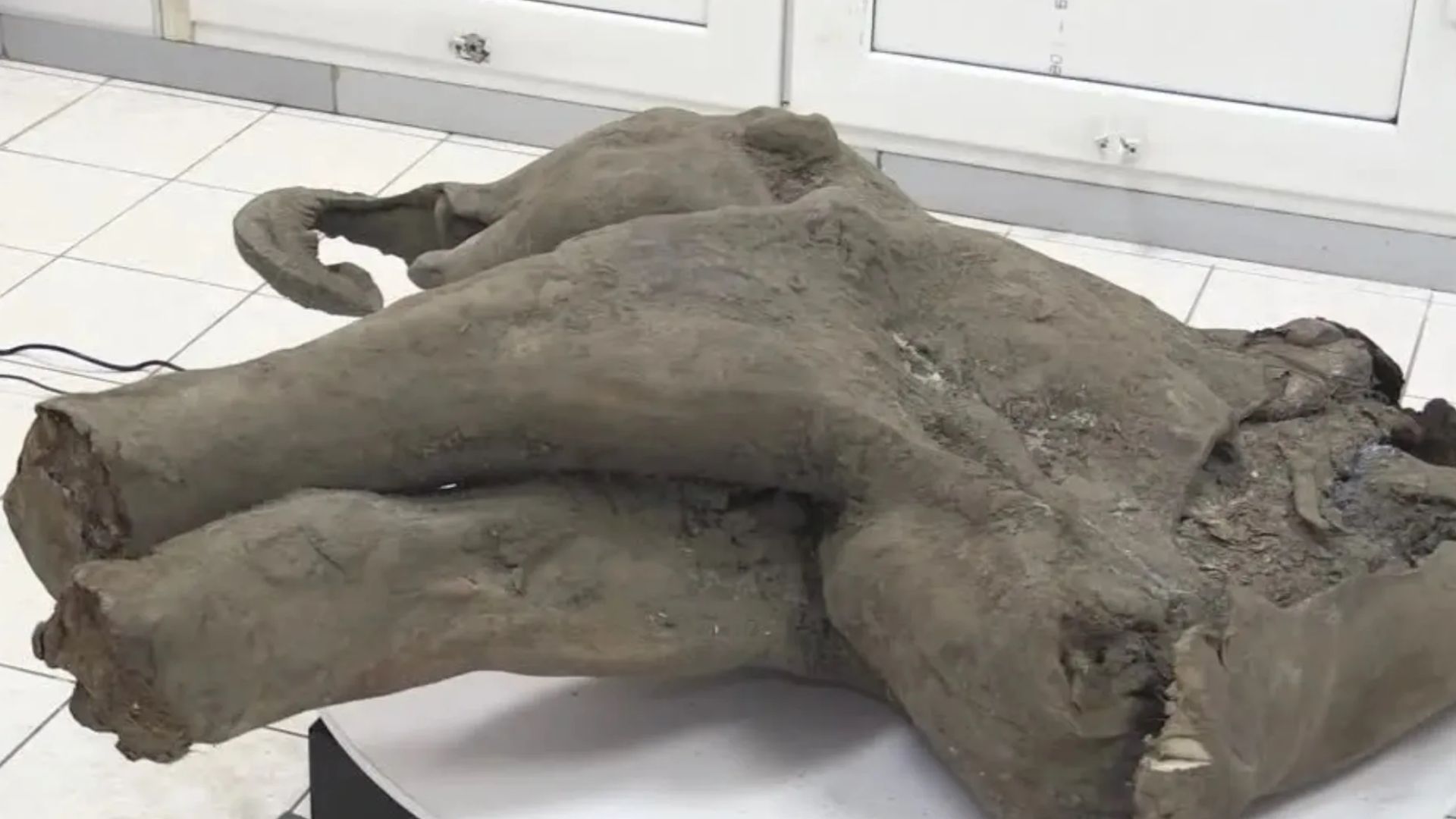 Mamute de 50 mil anos é encontrado intacto na Sibéria