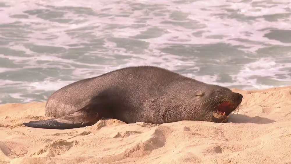 Lobo-marinho aparece nas areias de Ipanema, Zona Sul do Rio