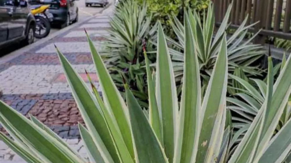 Lei proíbe plantas perigosas em calçadas e áreas públicas do Rio