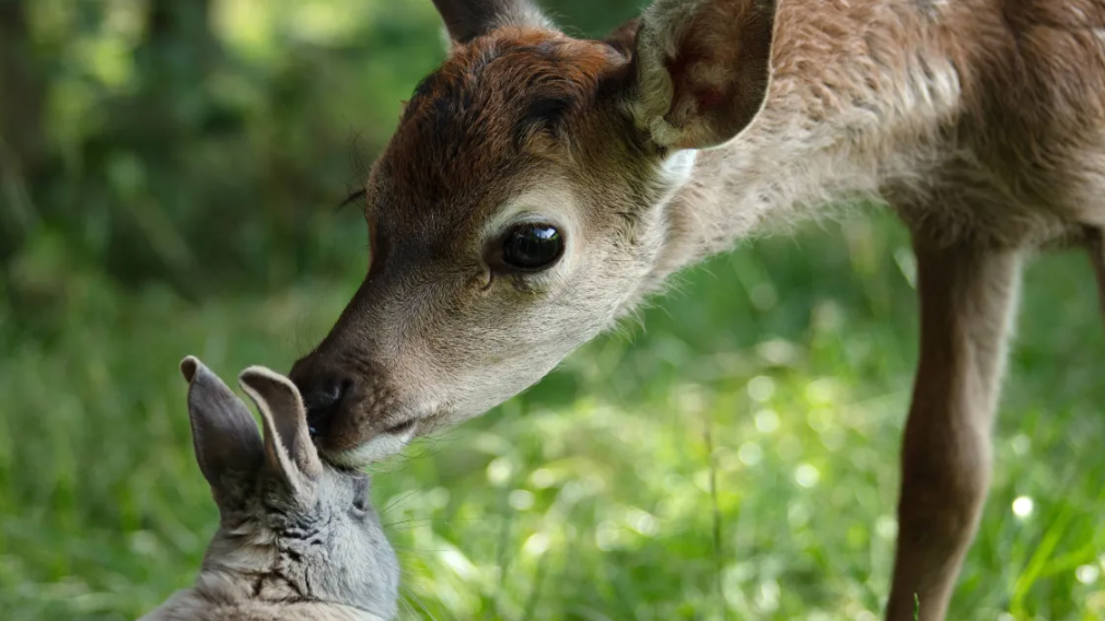 Nova versão de “Bambi” será lançada nos cinemas em março; trailer e cartaz são divulgados nesta quinta-feira (9)