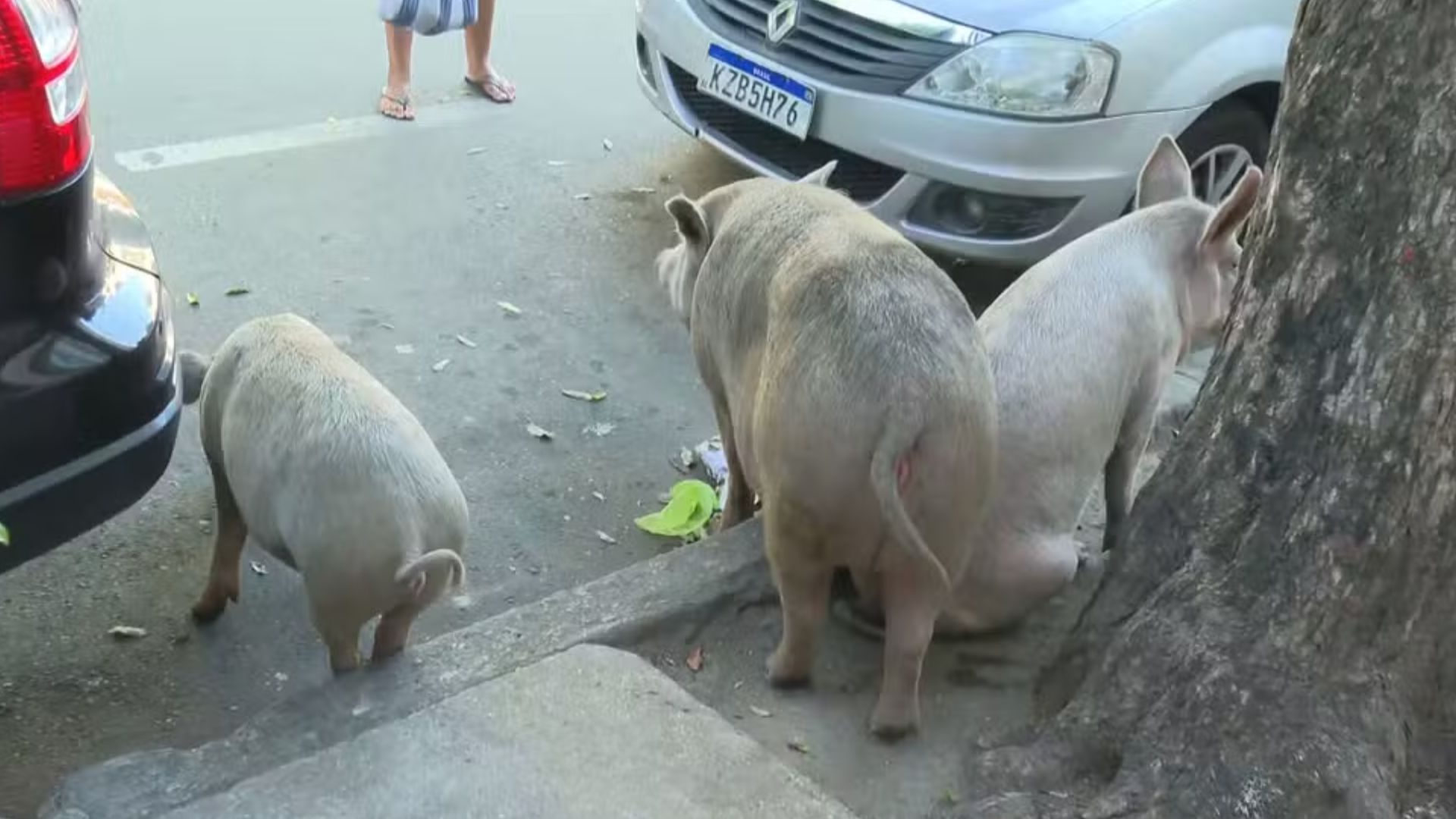 Os três porquinhos: animais foram avistados circulando pelas ruas de São Cristóvão nesta segunda (6)