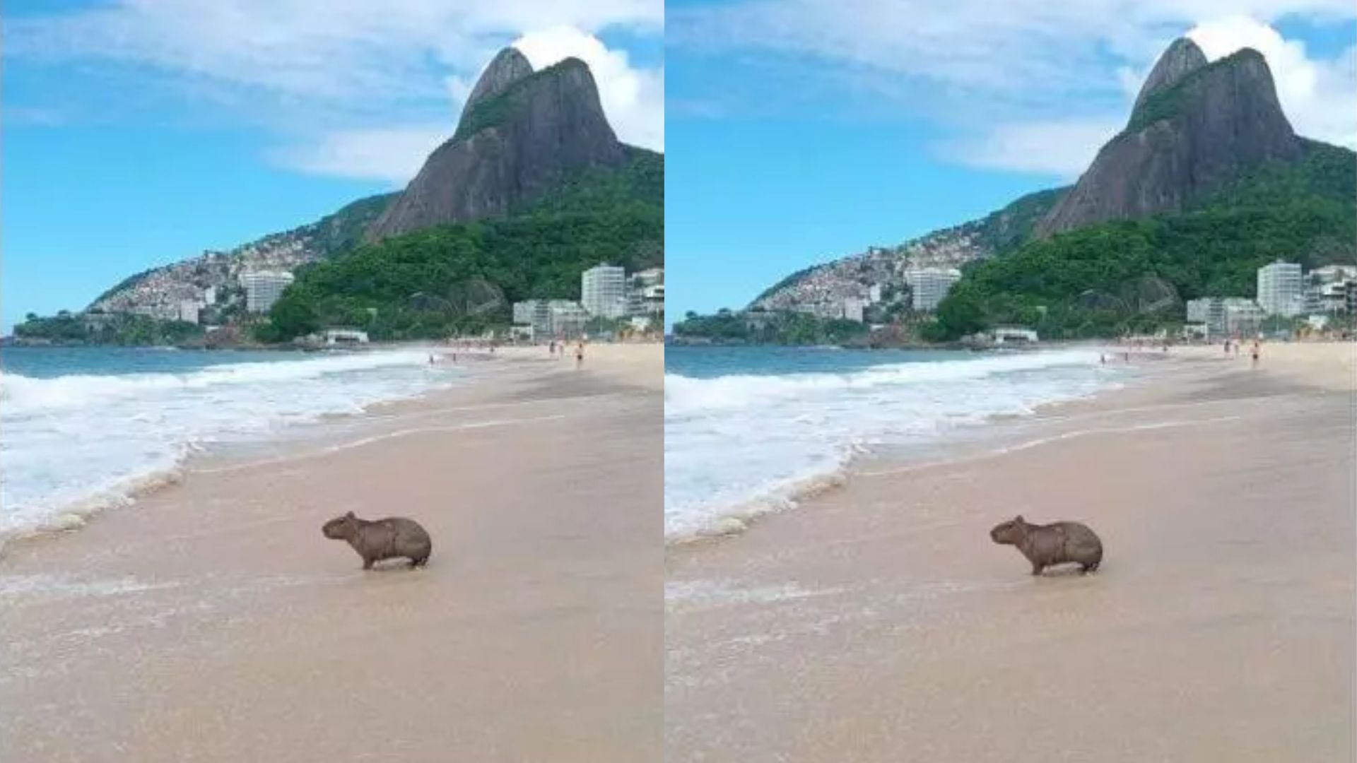 Capivara é flagrada tomando banho de mar no Leblon