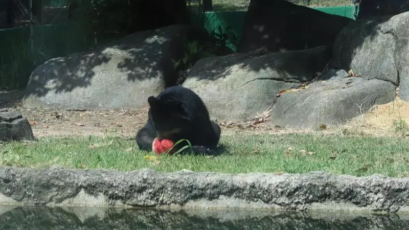 BioParque do Rio oferece picolés personalizados para animais nesta quarta (22)